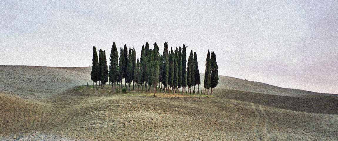 Cypreslund ved San Quirico d'Orcia i Toscana